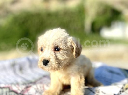 Teacup Maltipoo Oğlumuz görsel