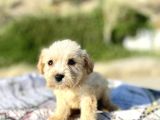 Teacup Maltipoo Oğlumuz