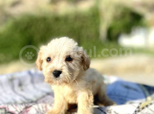 Teacup Maltipoo Oğlumuz görsel