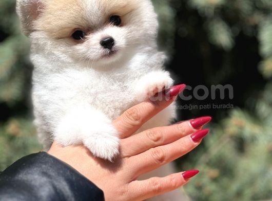 Teacup Secereli Pomeranian görsel