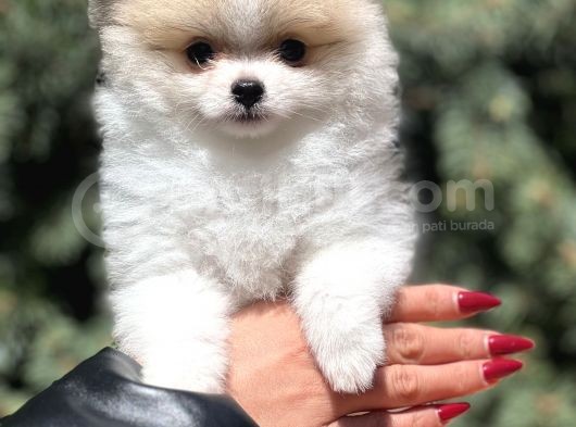 Teacup Secereli Pomeranian