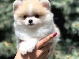 Teacup Secereli Pomeranian