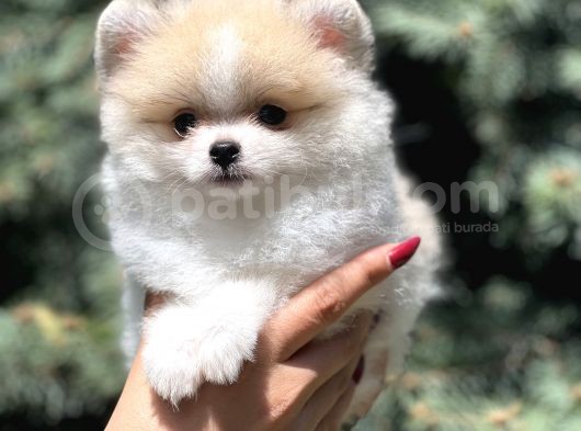 Teacup Secereli Pomeranian görsel