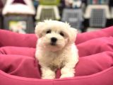 Vonalp Pet  Garanti̇si̇yle Sevi̇mli̇ Maltese Terri̇er Yavrularimiz