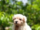 Maltese Terrier Yavrularım