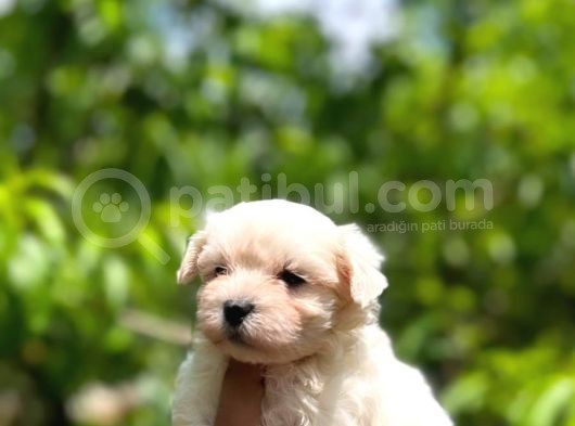 Maltese Terrier Yavrularım görsel