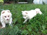 RESM ÜRETİCİDEN SAMOYED YAVRULAR