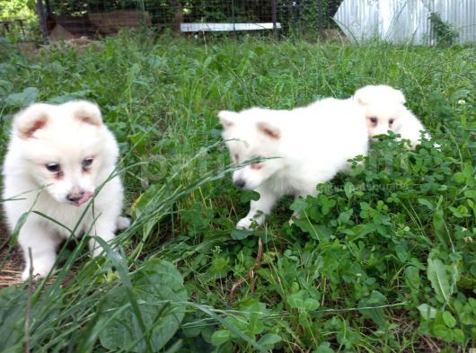 Resm Üreti̇ci̇den Samoyed Yavrular