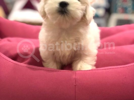 Vonalp Pet  Garanti̇si̇yle Sevi̇mli̇ Maltese Terri̇er Yavrularimiz görsel