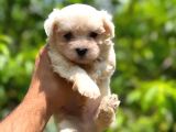 Maltese Terrier Yavrularım