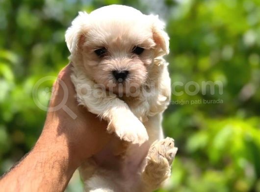 Maltese Terrier Yavrularım görsel