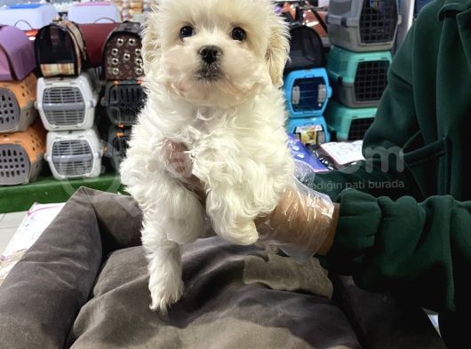 Maltipoo Bebeklerimiz Vonalp Pet Guvencesi̇yle