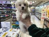 Maltipoo Bebeklerimiz Vonalp Pet Guvencesi̇yle