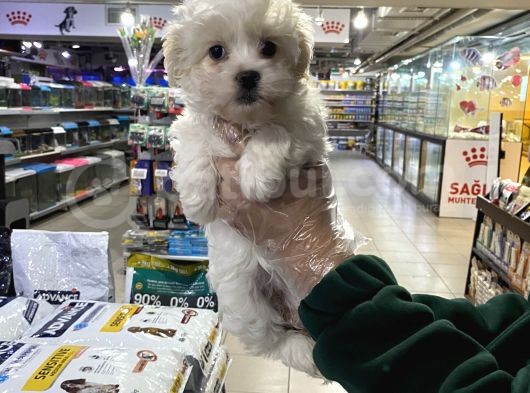 Maltipoo Bebeklerimiz Vonalp Pet Guvencesi̇yle görsel