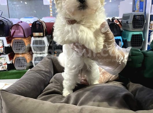 Maltipoo Bebeklerimiz Vonalp Pet Guvencesi̇yle görsel