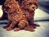 Vonalp Pet Garantisi Ile Mukemmel Guzellikte Toy Poodle Yavrularimiz