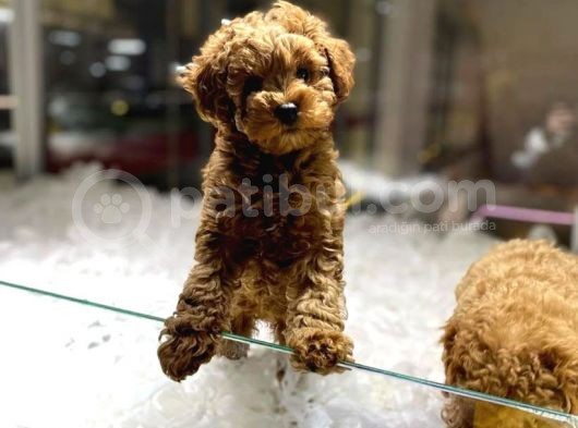 Vonalp Pet Garantisi Ile Mukemmel Guzellikte Toy Poodle Yavrularimiz görsel