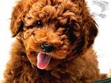 VONALP PET GARANTISI ILE MUKEMMEL GUZELLIKTE TOY POODLE YAVRULARIMIZ