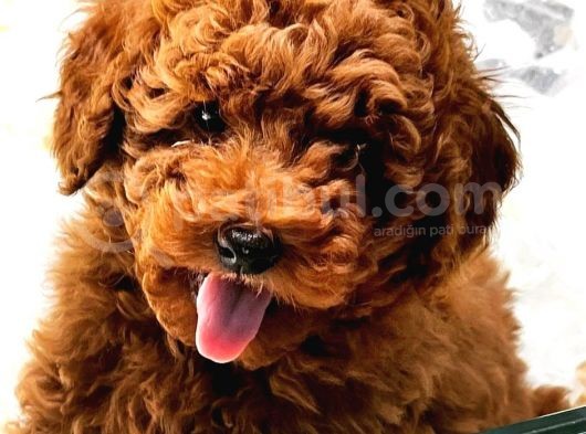 MUHTEŞEM GÜZELLİKTE POODLE YAVRULARI VONALP PET GARANTİSİYLE