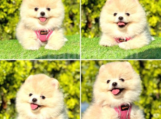 Pomerani̇an Boo Yavrularimiz Gelmi̇şti̇r görsel