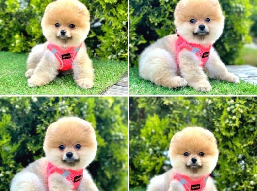 Süper Kali̇te Pomerani̇an Boo Bebekleri̇mi̇z