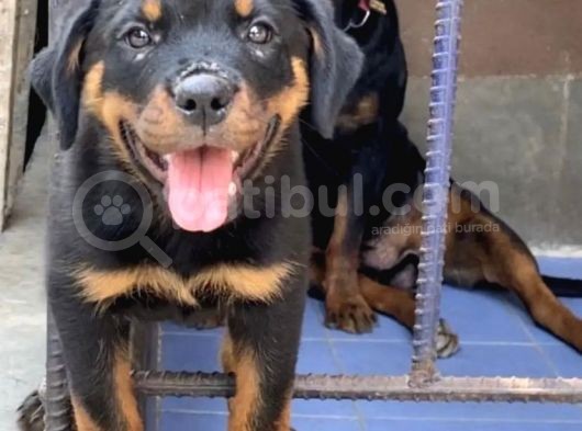 Rottwei̇ler Yavrular Yeni̇ Yuvasina Gi̇tmeye Hazir