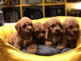 Evleri̇n Neşesi̇ Toy Poodle Yavrularim