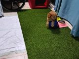 Ori̇ji̇nal Irk 3 Aylik Toy Poodle
