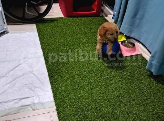 Ori̇ji̇nal Irk 3 Aylik Toy Poodle görsel