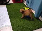Ori̇ji̇nal Irk 3 Aylik Toy Poodle