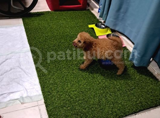 Ori̇ji̇nal Irk 3 Aylik Toy Poodle
