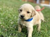 BABY FACE GOLDEN RETRİEVER YAVRULARIM