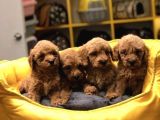 EVLERİN NEŞESİ TOY POODLE YAVRULARIM
