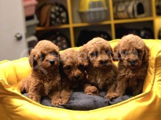 Evleri̇n Neşesi̇ Toy Poodle Yavrularim