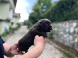 Tesli̇me Hazir Chocolate Labrador Yavrularim