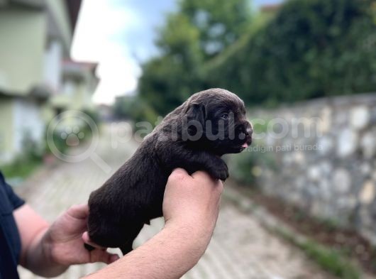 Tesli̇me Hazir Chocolate Labrador Yavrularim görsel