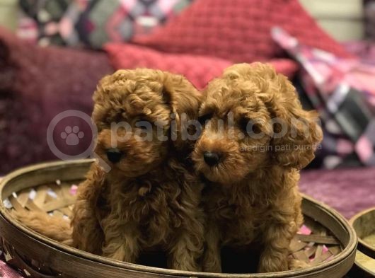 Safkan Toy Poodle Red Yavrularim görsel