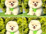 Pomerani̇an Boo Yavrularimiz Gelmi̇şti̇r