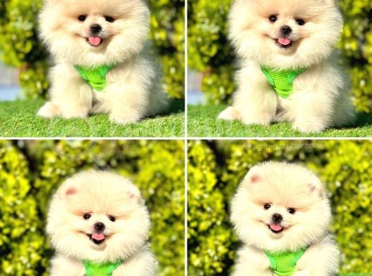 Pomerani̇an Boo Yavrularimiz Gelmi̇şti̇r görsel