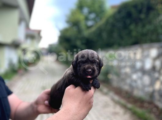 Tesli̇me Hazir Chocolate Labrador Yavrularim