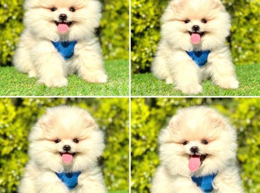 Pomerani̇an Boo Yavrularimiz Gelmi̇şti̇r