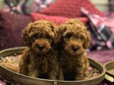SAFKAN TOY POODLE RED YAVRULARIM