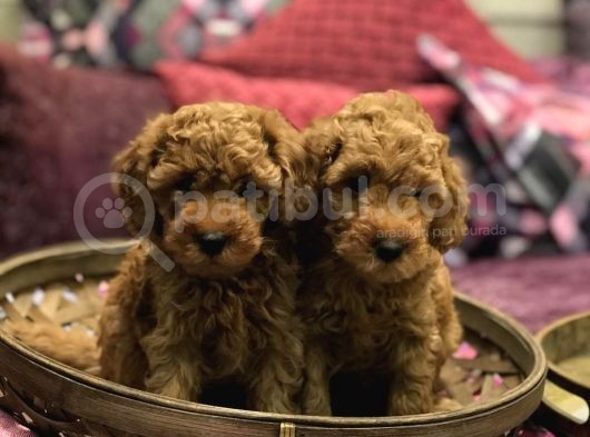 Safkan Toy Poodle Red Yavrularim