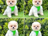 Pomerani̇an Boo Bebekleri̇mi̇z