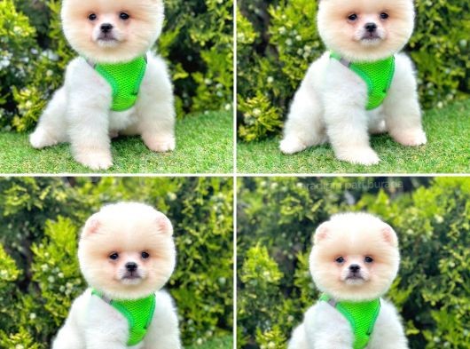 Pomerani̇an Boo Bebekleri̇mi̇z görsel