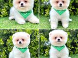 POMERANİAN BOO BEBEKLERİMİZ