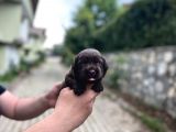 Tesli̇me Hazir Chocolate Labrador Yavrularim