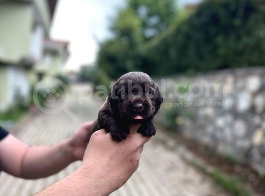 Tesli̇me Hazir Chocolate Labrador Yavrularim görsel