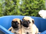 PUG MOPS SEVİMLİ YAVRULARIM