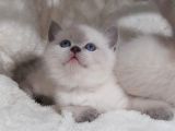 British Shorthair lynx point yavrulari